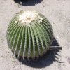 Echinocactus_platyacanthus_1